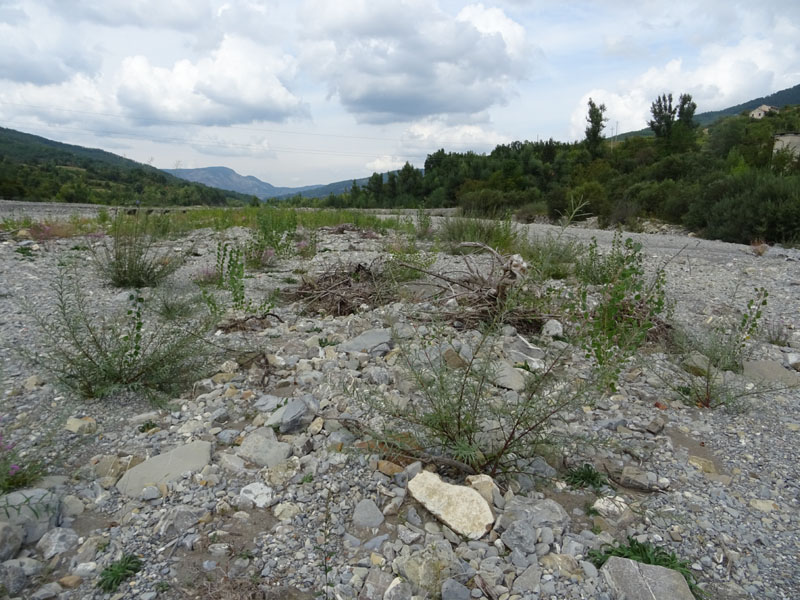 Lysandra bellargus - Lycaenidae